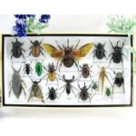Echte exotische Insekten - Einzelstück - im 3D L-Schaukasten - Wandbild 2-A-L-01