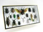Echte exotische Insekten - Einzelstück - im 3D L-Schaukasten - Wandbild 2-A-L-01 – Bild 2