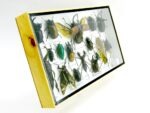 Echte exotische Insekten - Einzelstück - im 3D L-Schaukasten - Wandbild 2-A-L-01 – Bild 3
