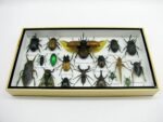 Echte exotische Insekten - Einzelstück - im 3D L-Schaukasten - Wandbild 2-A-L-01 – Bild 4