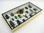 Echte exotische Insekten - Einzelstück - im 3D L-Schaukasten - Wandbild 2-A-L-01 – Bild 6