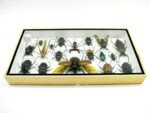Echte exotische Insekten - Einzelstück - im 3D L-Schaukasten - Wandbild 2-A-L-01 – Bild 9