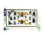 Echte exotische Insekten - Einzelstück - im 3D L-Schaukasten - Wandbild 1-A-L-02