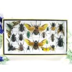 Echte exotische Insekten - Einzelstück - im 3D L-Schaukasten - Wandbild 1-A-L-02