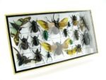 Echte exotische Insekten - Einzelstück - im 3D L-Schaukasten - Wandbild 1-A-L-02 – Bild 2