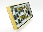 Echte exotische Insekten - Einzelstück - im 3D L-Schaukasten - Wandbild 1-A-L-02 – Bild 3