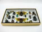 Echte exotische Insekten - Einzelstück - im 3D L-Schaukasten - Wandbild 1-A-L-02 – Bild 4