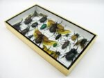 Echte exotische Insekten - Einzelstück - im 3D L-Schaukasten - Wandbild 1-A-L-02 – Bild 5
