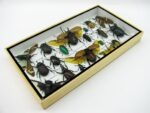 Echte exotische Insekten - Einzelstück - im 3D L-Schaukasten - Wandbild 1-A-L-02 – Bild 6