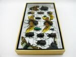 Echte exotische Insekten - Einzelstück - im 3D L-Schaukasten - Wandbild 1-A-L-02 – Bild 7