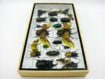 Echte exotische Insekten - Einzelstück - im 3D L-Schaukasten - Wandbild 1-A-L-02 – Bild 8