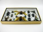 Echte exotische Insekten - Einzelstück - im 3D L-Schaukasten - Wandbild 1-A-L-02 – Bild 9