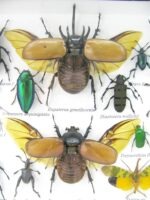 Echte exotische Insekten - Einzelstück - im 3D L-Schaukasten - Wandbild 1-A-L-02 – Bild 10