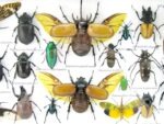 Echte exotische Insekten - Einzelstück - im 3D L-Schaukasten - Wandbild 1-A-L-02 – Bild 11