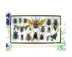 Echte exotische Insekten - Einzelstück - im 3D L-Schaukasten - Wandbild 8-A-L-03