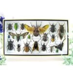 Echte exotische Insekten - Einzelstück - im 3D L-Schaukasten - Wandbild 8-A-L-03
