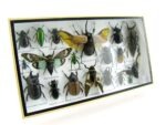 Echte exotische Insekten - Einzelstück - im 3D L-Schaukasten - Wandbild 8-A-L-03 – Bild 2