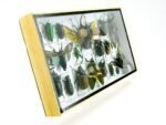 Echte exotische Insekten - Einzelstück - im 3D L-Schaukasten - Wandbild 8-A-L-03 – Bild 3