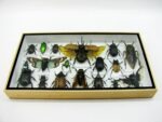Echte exotische Insekten - Einzelstück - im 3D L-Schaukasten - Wandbild 8-A-L-03 – Bild 4