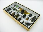 Echte exotische Insekten - Einzelstück - im 3D L-Schaukasten - Wandbild 8-A-L-03 – Bild 5