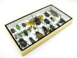Echte exotische Insekten - Einzelstück - im 3D L-Schaukasten - Wandbild 8-A-L-03 – Bild 6