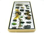 Echte exotische Insekten - Einzelstück - im 3D L-Schaukasten - Wandbild 8-A-L-03 – Bild 7
