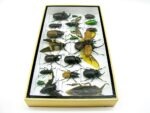 Echte exotische Insekten - Einzelstück - im 3D L-Schaukasten - Wandbild 8-A-L-03 – Bild 8