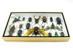 Echte exotische Insekten - Einzelstück - im 3D L-Schaukasten - Wandbild 8-A-L-03 – Bild 9