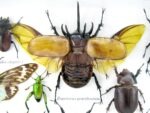 Echte exotische Insekten - Einzelstück - im 3D L-Schaukasten - Wandbild 8-A-L-03 – Bild 10