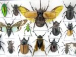 Echte exotische Insekten - Einzelstück - im 3D L-Schaukasten - Wandbild 8-A-L-03 – Bild 11