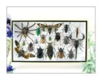Echte exotische Insekten - Einzelstück - im 3D L-Schaukasten - Wandbild 8-A-L-04