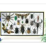 Echte exotische Insekten - Einzelstück - im 3D L-Schaukasten - Wandbild 8-A-L-04