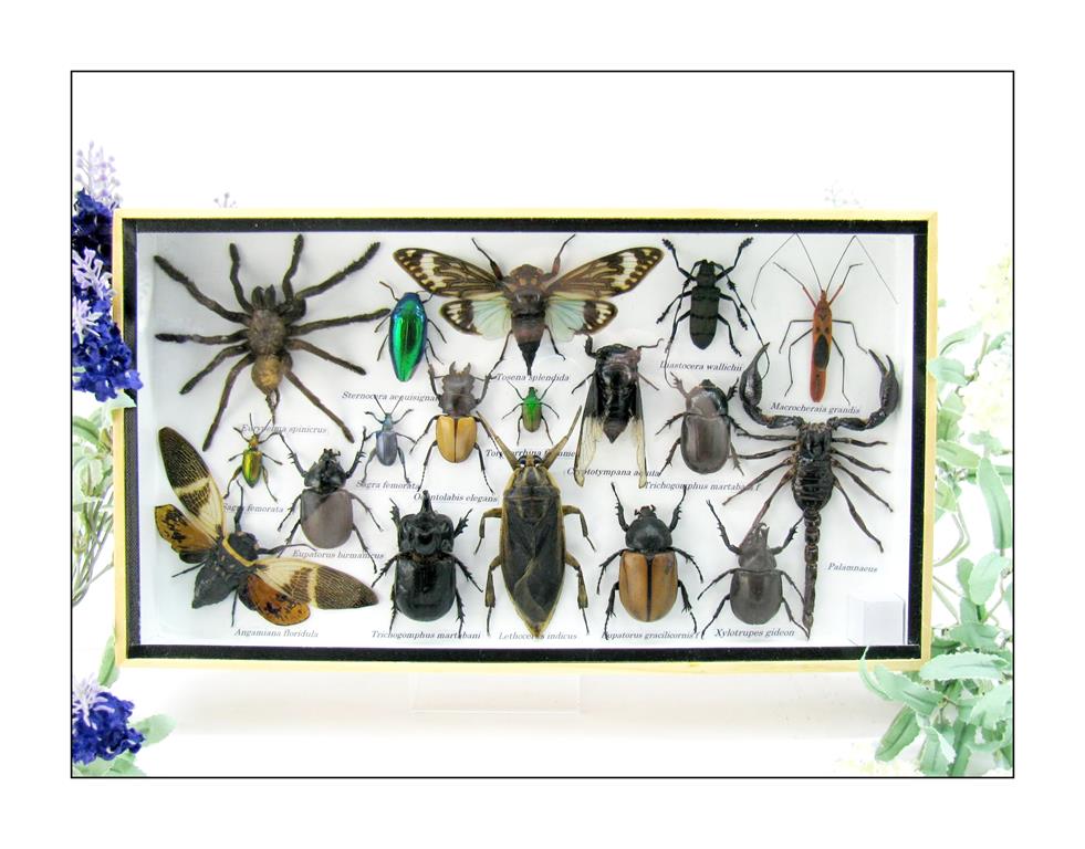 Wunderschöne, tropische und natürlich echte Insekten aus nachhaltiger Zucht im XL Schaukasten a-insekten-L-04-a