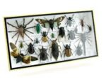 Echte exotische Insekten - Einzelstück - im 3D L-Schaukasten - Wandbild 8-A-L-04 – Bild 2