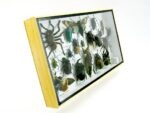 Echte exotische Insekten - Einzelstück - im 3D L-Schaukasten - Wandbild 8-A-L-04 – Bild 3