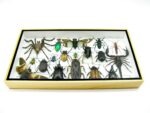 Echte exotische Insekten - Einzelstück - im 3D L-Schaukasten - Wandbild 8-A-L-04 – Bild 4