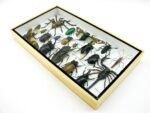 Echte exotische Insekten - Einzelstück - im 3D L-Schaukasten - Wandbild 8-A-L-04 – Bild 5