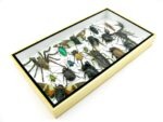 Echte exotische Insekten - Einzelstück - im 3D L-Schaukasten - Wandbild 8-A-L-04 – Bild 6