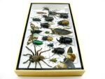 Echte exotische Insekten - Einzelstück - im 3D L-Schaukasten - Wandbild 8-A-L-04 – Bild 7