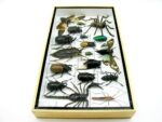 Echte exotische Insekten - Einzelstück - im 3D L-Schaukasten - Wandbild 8-A-L-04 – Bild 8