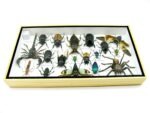 Echte exotische Insekten - Einzelstück - im 3D L-Schaukasten - Wandbild 8-A-L-04 – Bild 9