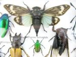 Echte exotische Insekten - Einzelstück - im 3D L-Schaukasten - Wandbild 8-A-L-04 – Bild 10