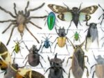 Echte exotische Insekten - Einzelstück - im 3D L-Schaukasten - Wandbild 8-A-L-04 – Bild 11