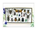 Echte exotische Insekten - Einzelstück - im 3D L-Schaukasten - Wandbild 7-A-L-05