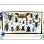 Echte exotische Insekten - Einzelstück - im 3D L-Schaukasten - Wandbild 7-A-L-05