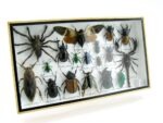 Echte exotische Insekten - Einzelstück - im 3D L-Schaukasten - Wandbild 7-A-L-05 – Bild 2