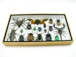 Echte exotische Insekten - Einzelstück - im 3D L-Schaukasten - Wandbild 7-A-L-05 – Bild 4