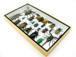 Echte exotische Insekten - Einzelstück - im 3D L-Schaukasten - Wandbild 7-A-L-05 – Bild 5