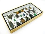 Echte exotische Insekten - Einzelstück - im 3D L-Schaukasten - Wandbild 7-A-L-05 – Bild 6