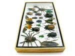 Echte exotische Insekten - Einzelstück - im 3D L-Schaukasten - Wandbild 7-A-L-05 – Bild 7